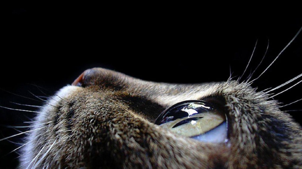 11519360-R3L8T8D-1000-animals-pictures-cat-eyes-macro-photography